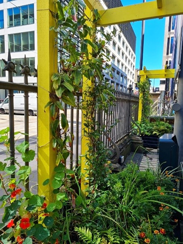 Pocket Park view of the garden including yellow stricture with plants climbing up and along the railings