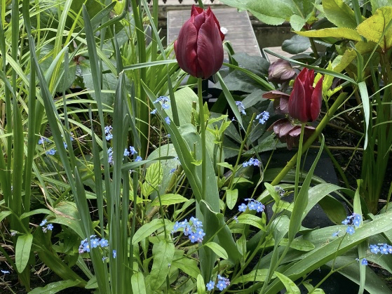 tulips and forget-me-nots