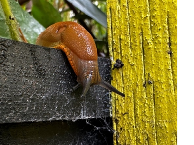 snail looking out over a portion of the fence