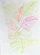Colored pen drawing of four fern leaves